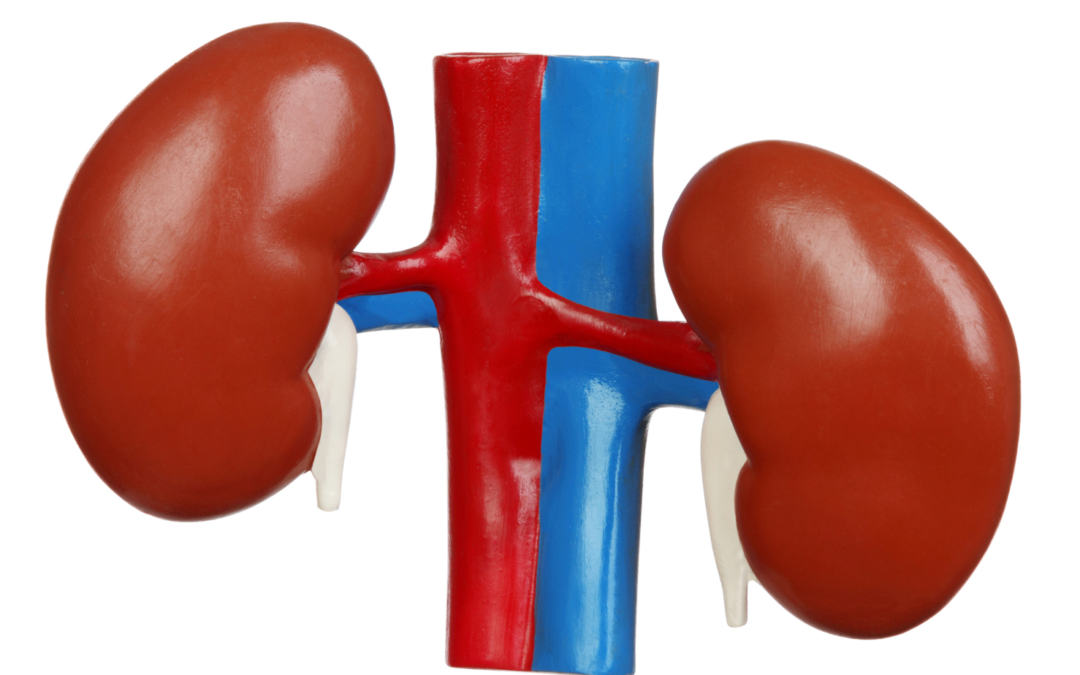 The Immune System, the Kidneys and Idiopathic Nephrotic Syndrome