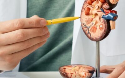 Why Kidney Function Tests Are Important