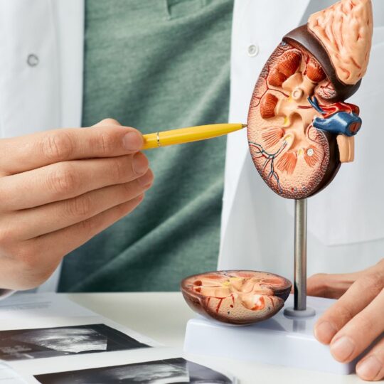 Why Kidney Function Tests Are Important